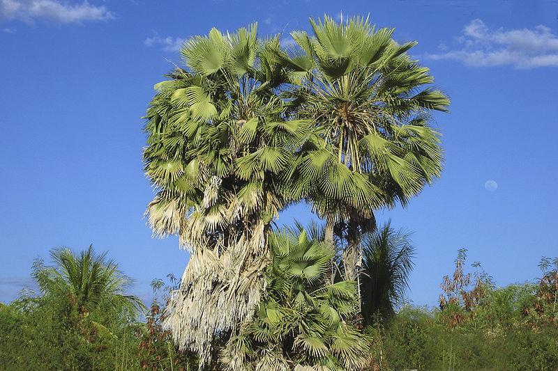 Karnaubský vosk Karnaubský vosk (brazilský vosk) z listů palmy