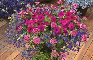 kombos Night in Pompeii Verbena Hybrida Lanai Bright Eye Petunia