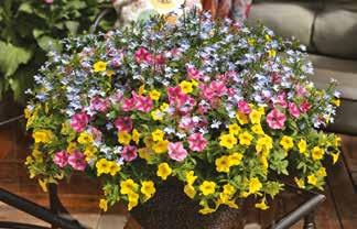 Pink Lemonade Calibrachoa Hybrida Callie Deep Yellow Imp.