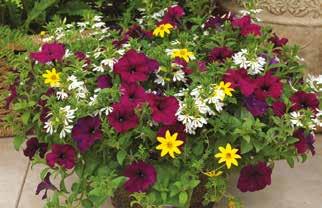 Verbena Hybrida Lanai Scarlet with Eye Lobelia erinus Techno