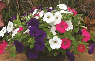 Eye Petunia Hybrida Sanguna White Vein Lobelia erinus Techno