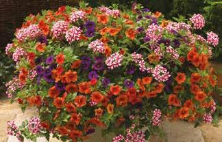 Sanguna Summer Cooler Petunia Hybrida Sanguna Sky Blue