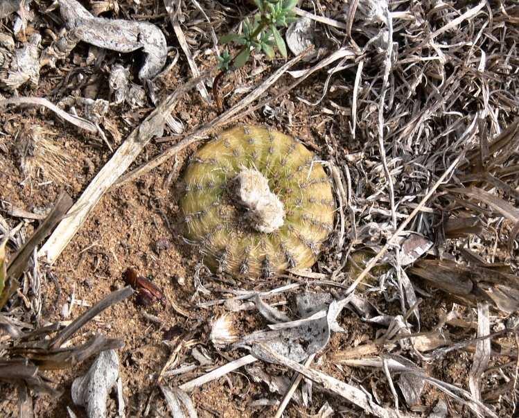nahoře: Frailea gracillima f.