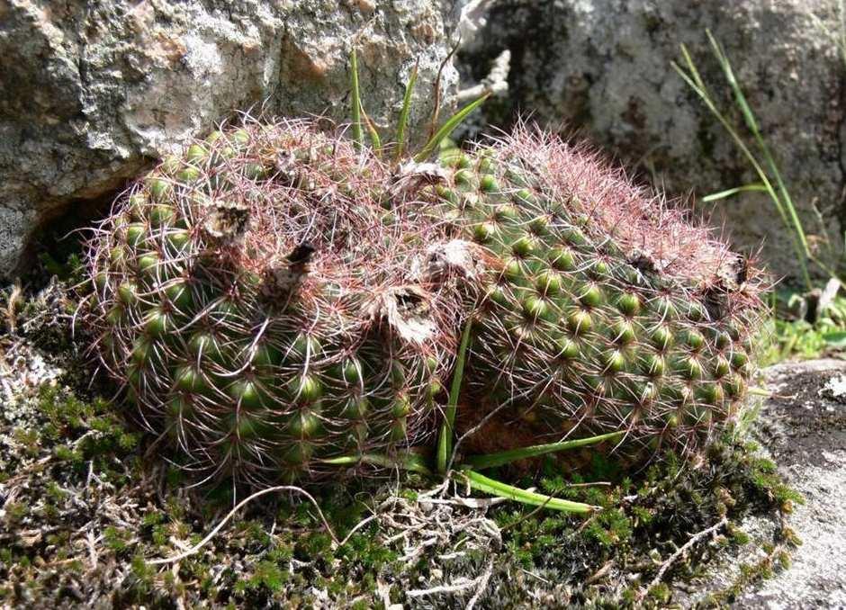 Notocactus multicostatus, KL11-059 Rua 293, odbočka 1 km na Piratini 8. 2. 2011 úterý Ráno je deštivé, venku celkem dost prší. Už večer když bylo pod mrakem se ochladilo.