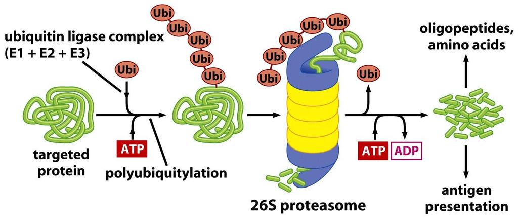 Ubikvitinace a proteasom komplex ubikvitin ligázy (E1, E2 a E3) rozpoznává protein určený k degradaci označuje ho připojením řetězce ubikvitinů: polyubikvitinuje jej označený protein je zachycen