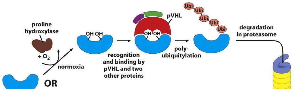 HIF-1 a jeho regulace pvhl Při dostatku kyslíku (normoxie) je HIF-1α silně exprimován a téměř okamžitě účinně degradován účinkem pvhl.