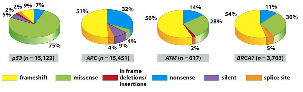 Mutace APC Většina mutací APC vede ke zkráceným proteinům, které postrádají různý počet sekvencí nutných k regulaci