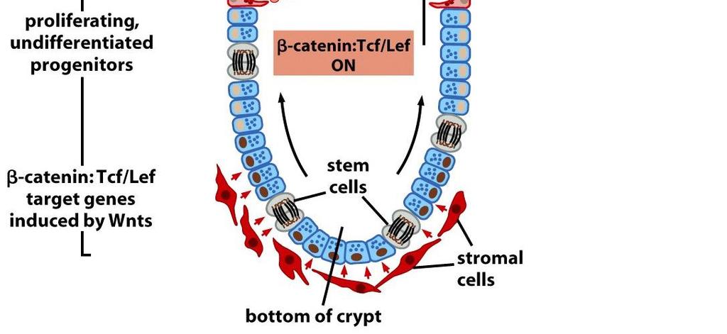 Proliferující nediferencující progenitorové buňky putují vzhůru: snižuje se stimulace Wnt signálem a zvyšuje se tak degradace β-kateninu.