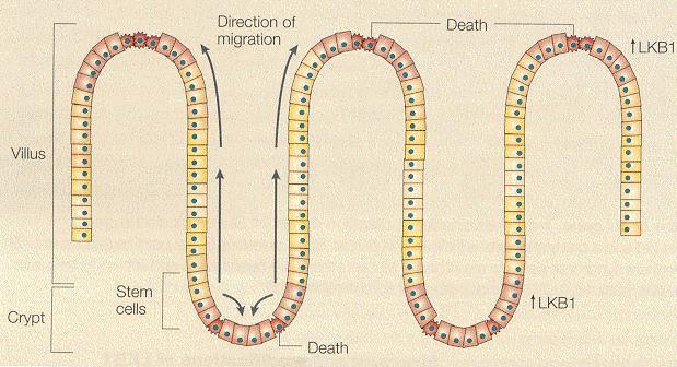 Exprese LKB v tenkém střevu Kmenové epiteliální buňky jsou v kryptách, diferencují a během 3-5 dnů migrují na vrchol klků; frakce buněk migruje do bází krypt.