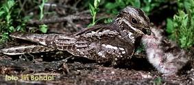 (hibernation induction trigger) - mezi hibernační faktory je řazen i enkefalin, D-alanin-D-leucin enkefalin - probuzení spontánní endogenní cyklus (metabolity), zvýšení teploty prostředí,.