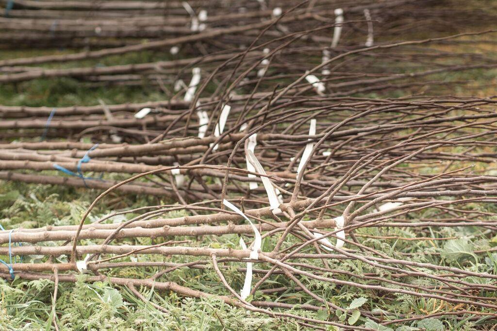 3.2. PŘÍPRAVA A ZAJIŠTĚNÍ MATERIÁLU - VÝSADBOVÝ MATERIÁL OVOCNÉ DŘEVINY Volba taxonu (druhu) v závislosti na (mikro)klimatu, půdních podmínkách a typu výsadby.