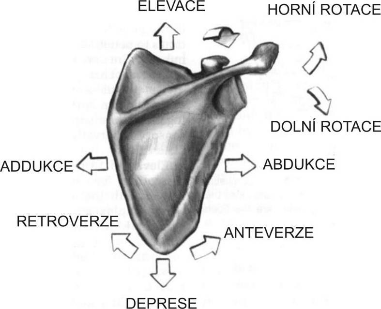 Obrázek 1 Pohyby Lopatky (Travell, Simons, 1999) Svaly kolem ramenního kloubu Uvedené rozdělení svalů je dle Dylevského (2009). Funkce svalů popisuje Čihák (2001) a Linc a Doubková (1999).