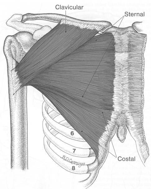 Obrázek 2 Musculus pectoralis major (Travell, Simons, 1999). Pars abdominalis je někdy uváděna jako kostální část. Velký prsní sval při fixovaném hrudníku provádí addukci, flexi a vnitřní rotaci paţe.