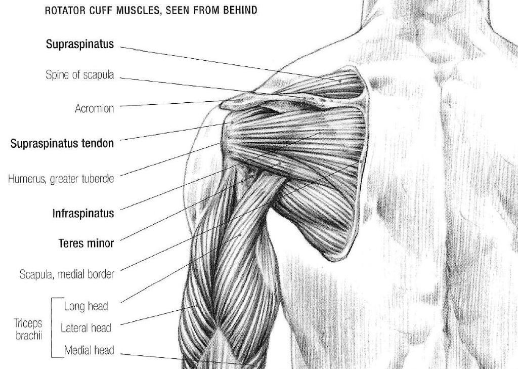 Musculus infraspinatus (sval podhřebenový) je poměrně velký plochý sval trojúhelníkovitého tvaru, který rovněţ spojuje lopatku s humerem a odstupuje z fossa supraspinata.