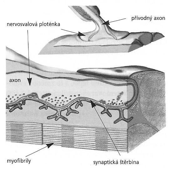 1.6 Akční potenciál a svalová kontrakce K tomu, aby mohlo dojít ke svalové kontrakci je zapotřebí nervový vzruch, který ke svalovému vláknu doputuje po odstředivém eferentním motoneuronu (motorické