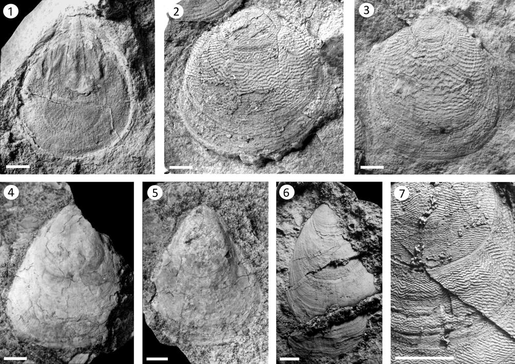 J. Kraft, M. Mergl, T. Hroch & P. Kraft, Index of fossiliferous localities of the Třenice Formation Plate I.
