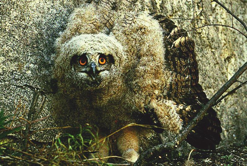 Stále pokračovalo dorůstání obrysového opeření na zátylku, krku, lopatkách. Na hřbetě začínaly pukat brkové toulce a počíná růst hřbetního opeření, což bylo v kontrastu s prachovým opeřením těla.