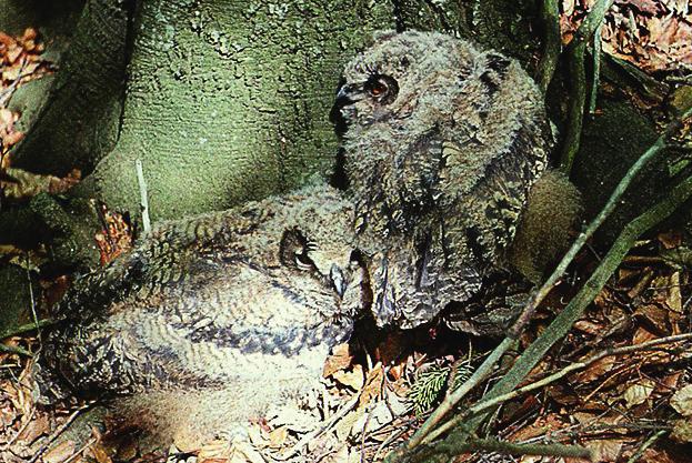 Ouška na temeni hlavy nebyla vždy výrazná. Oční duhovka byla ne vždy oranžová, avšak zornice vždy tmavě modrá (obr. T). Mláďata byla dohledávaná i několik desítek metrů vzdálená od hnízda.