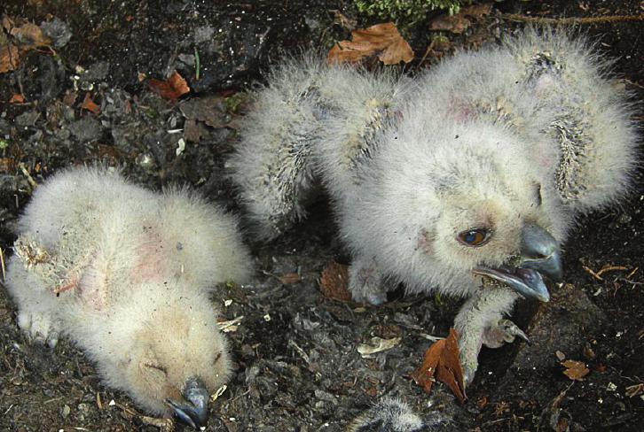 D: Mláďata ve stáří 5 a 11 dnů / Nestlings at the age of 5 and 11 days. Mládě ve stáří 6 10 dnů: reagovala. V tomto období byla samice přítomná na hnízdě a mláďata intenzivně zahřívala.