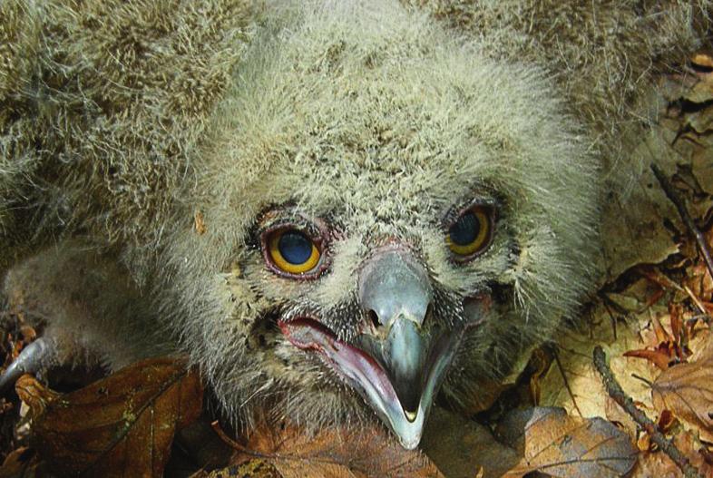 Zprávy MOS 70/2012 Obr. CH / Fig. CH: Obličejová maska mláděte ve stáří 19 dnů / Face mask of the nestling at the age of 19 days. Obr. J / Fig.
