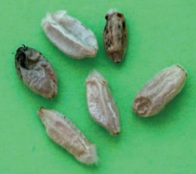Zrnové příměsi, mezi které patří sem scvrklá zrna, zrna jiných obilovin, zrna poškozená škůdci, zrna se změněnou barvou klíčku a tepelně poškozená zrna, zrna