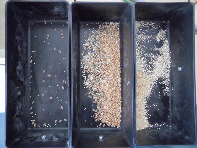 21,74 g 86,96% 93,34% Tabulka 6 Výsledky experimentu oves a semena trav Pšenice a merlík čilský Směs pšenice a merlíku čilského byla použita z důvodu velice zajímavých elektrických a zejména