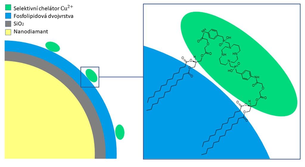 Syntéza lipidů pro kvantové nanosenzory detekující Cu 2+ Lucie Wohlrábová (B3) Školitel: Ing. Petra Ménová, Ph.D.