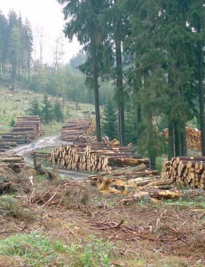 6. Zásoby dříví Konečný stav zásob dříví k 31.12. činil 79 555 m 3, což představuje 5,73 % z celkové roční těžby.