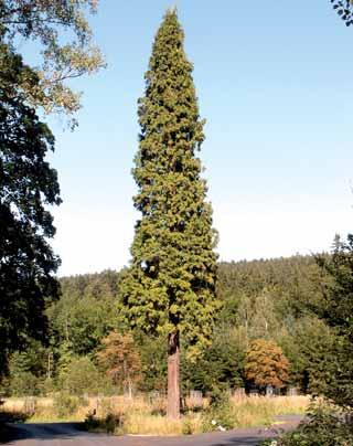 kmene 451 cm), jinan dvoulaločný zahrada ředitelství divize Hořovice, lípy velkolisté s obvodem kmene 780 a 683 cm (LS Horní Planá a LS Dolní Lomnice), buky lesní s obvodem kmene 690 a 620 cm LS