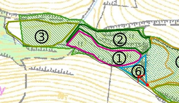 Segment č. 6: 8. Okrajové porosty na hrázi 25.6.2009 L2.2 olšina s dominantní Alnus glutinosa a Salix fragilis ve stromovém patře.