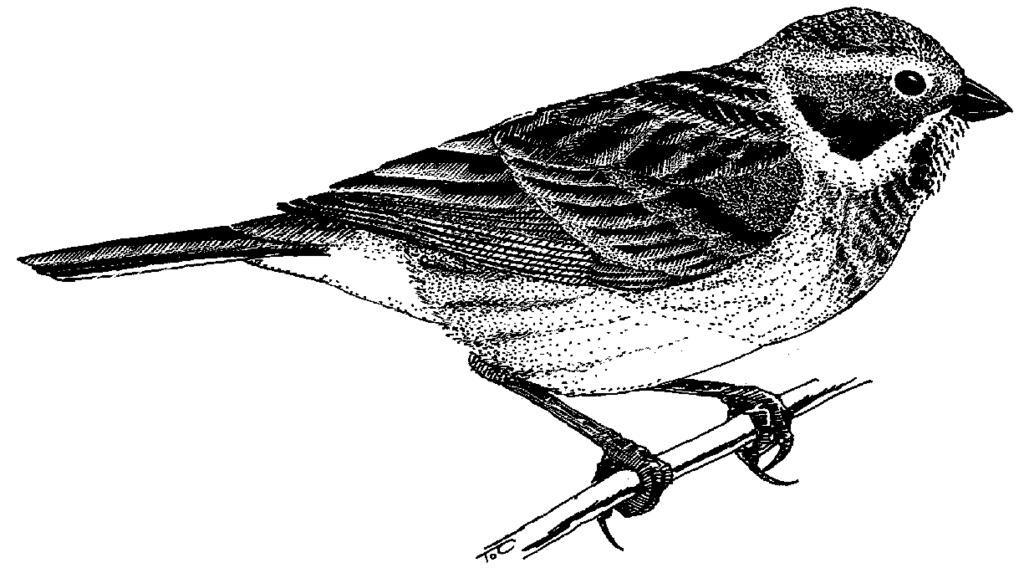 Strnad rákosní (Emberiza schoeniclus) 17. III. Vrchlabí (zeměd. cesta proti letišti), 16 MM a 7 FF a min. 15 dalších ex. (J. Flousek) 21. III. Vrchlabí (zeměd. cesta proti letišti), 1 M (J.