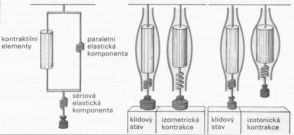 svaly (aktin-myozin) membrána svalového vlákna a vazivo (fascie) šlachy