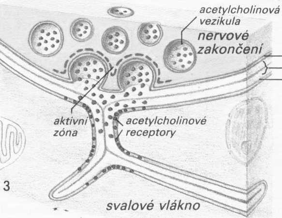 MOTORICKÁ PLOTÉNKA (synapse)