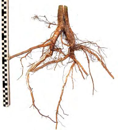 Obr. 13: Rozrůstání