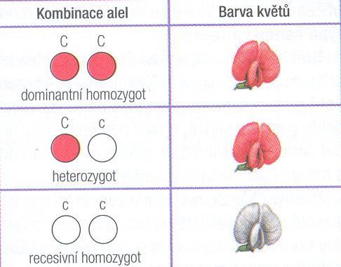 Dominance úplná jedna alela (dominantní) převládá zcela nad