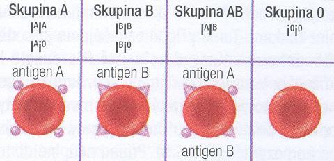 Superdominance Kodominance V heterozygotní sestavě silnější projev znaku než u homozygota.