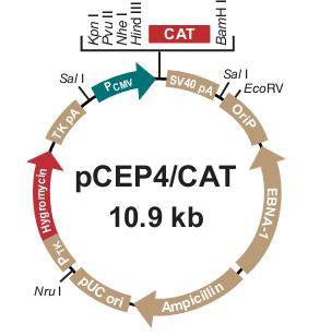 3.1.10.3 Plazmid pcep4/seap Obr.