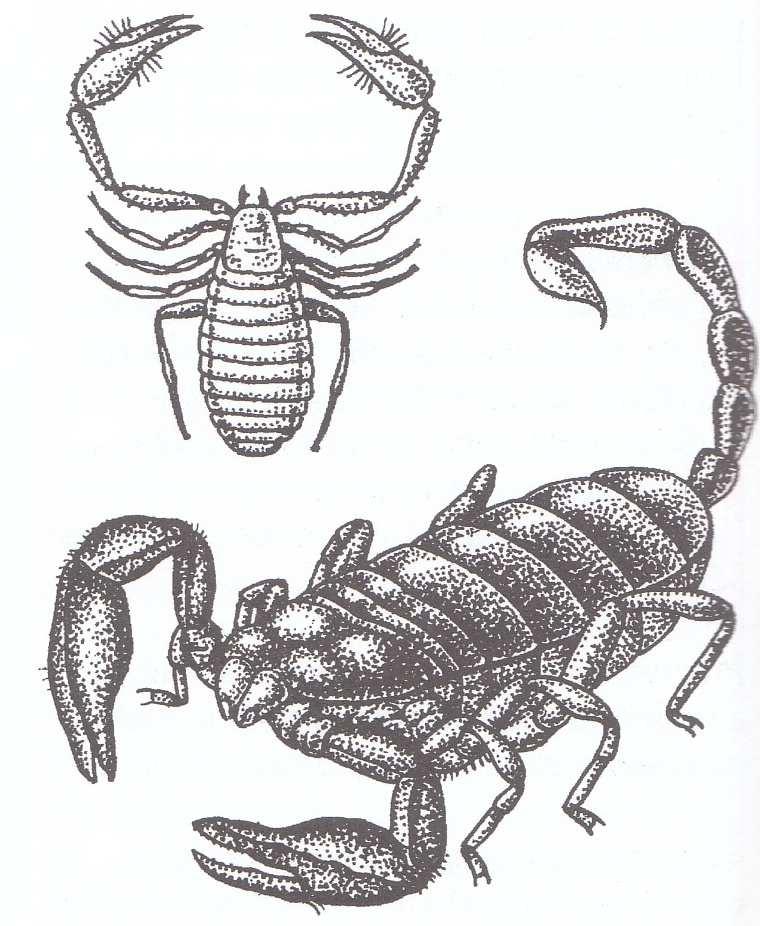 Klepítkatci (Chelicerata) Suchozemští i vodní členovci Tělo: -... (cehatothorax) - chelicery (...), makadla (...) - 4 páry kráčivých nohou - tykadla chybí -.