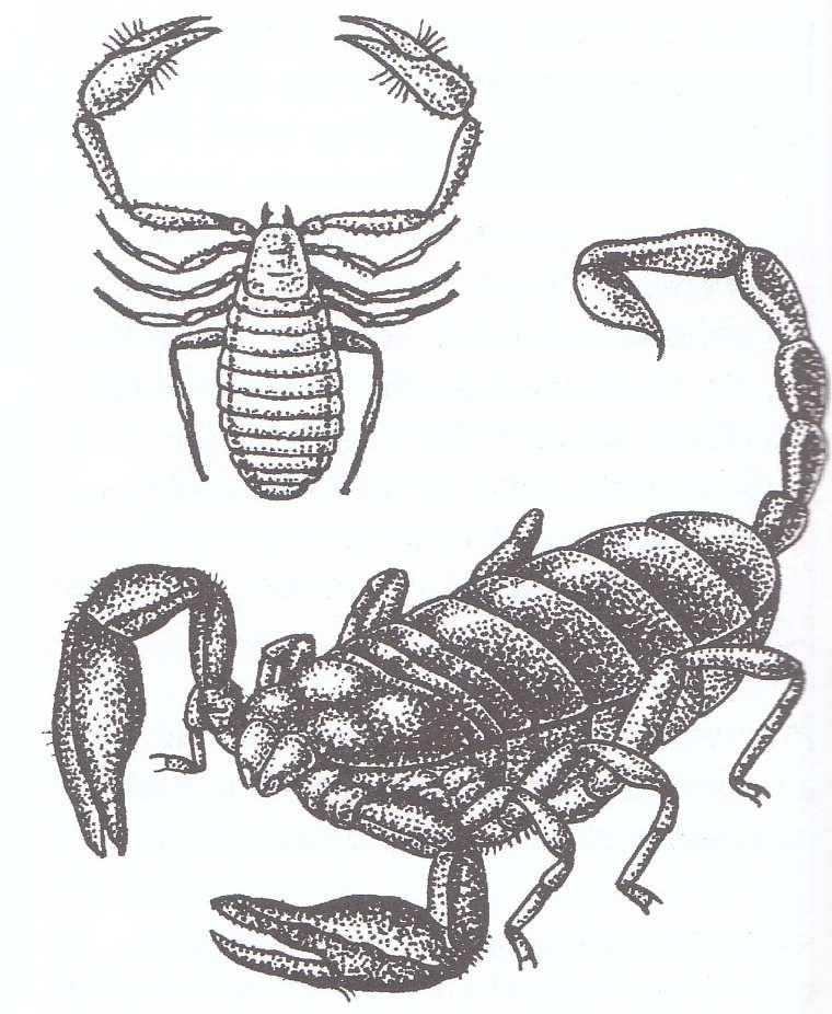 Klepítkatci (Chelicerata) Suchozemští i vodní členovci Tělo: -... (cehatothorax) - chelicery (...), makadla (...) - 4 páry kráčivých nohou - tykadla chybí -.