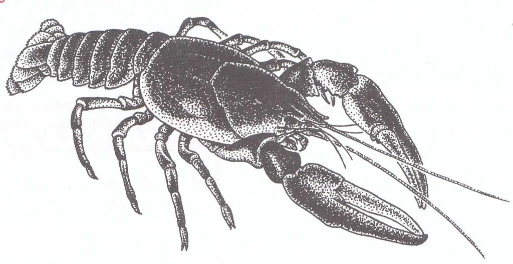 Korýši (Crustacea) - dříve tzv. žabernatí - vodní, výjimečně suchozemští Pro korýše je charakteristické: velký počet.