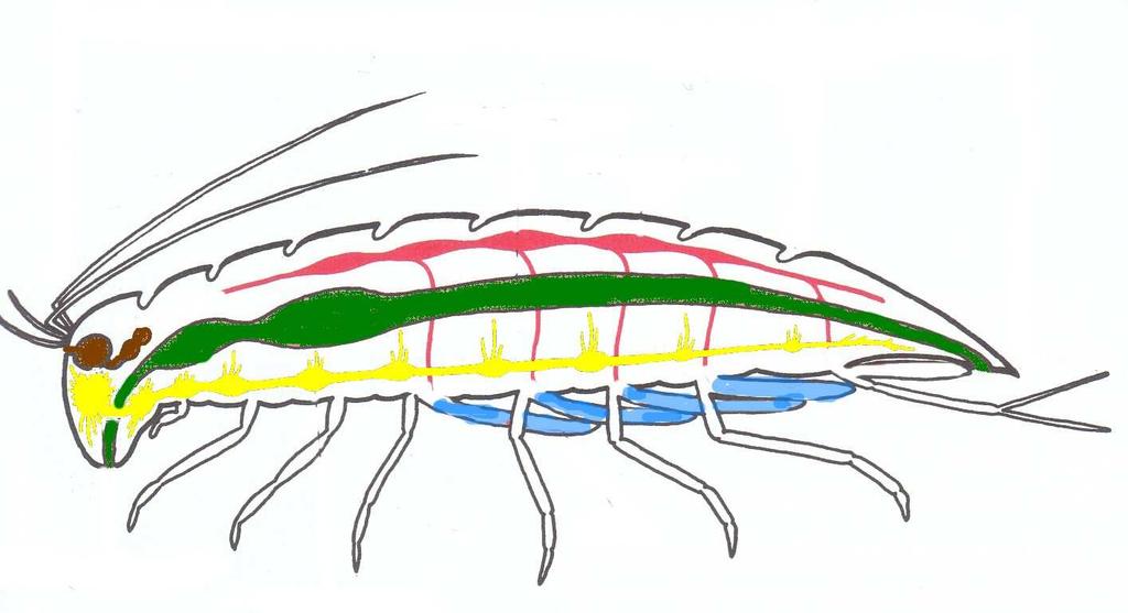 Smysly: - čichové, hmatové a chuťové buňky - tykadla - statocysty tykadla - oči... (očka omatidia) - dospělci -... oko - 1 velké -u larev,popř. i u dospělých Rozmnožování.
