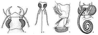 1 pár čelistí je přeměněn na kusadla Výrazný krční článek Krátká tykadla Živí se rostlinným odpadem Hmyz = ectognatha, insekta - nejbohatší třída členovců - viditelné ústní ústrojí,.