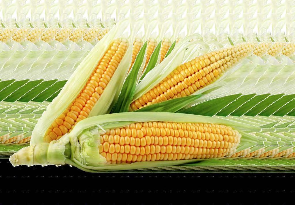 SilaPro NC Přípravek pro konzervaci celého, mačkaného, drceného vlhkého zrna kukuřice a obilovin.