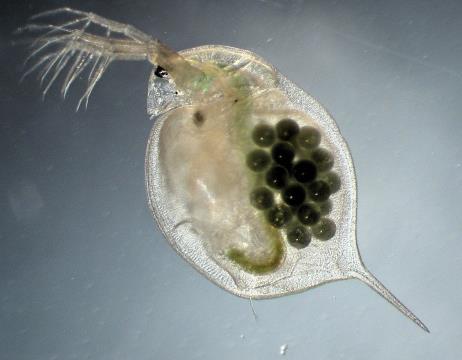 Zkouška inhibice pohyblivosti Daphnia magna (ČSN EN ISO 6341) Vodní korýš