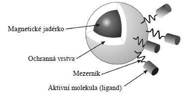Tabulka 3 Charakteristika jednotlivých konformací DNA [30] Vlastnost A-DNA B-DNA Z-DNA Směr šroubovice pravotočivý pravotočivý levotočivý Průměr ~2,6 nm ~2,0 nm ~1,8 nm Počet bp v 1 závitu 11 10 12