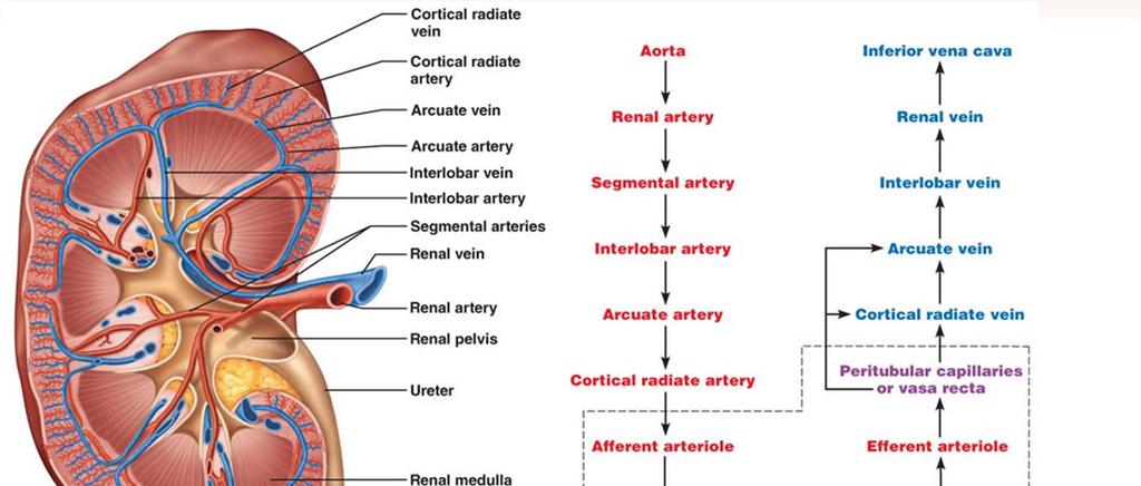 Renální cirkulace http://classes.