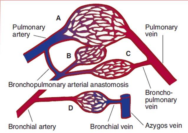 Plicní oběh Výživový oběh fyziologický A-V zkrat Lymfatické cévy Ganong s Review of Medical Physiology, 23 rd edition - rychlý transport bílkovin a různých částic z peribronchiálního a