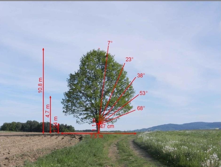 Obr. 1: Dub letní u Horního Třebonína s vyznačenými parametry včetně úhlů záběru senzoru pro stanovení LAI nepřímou metodou (zpracováno v programu
