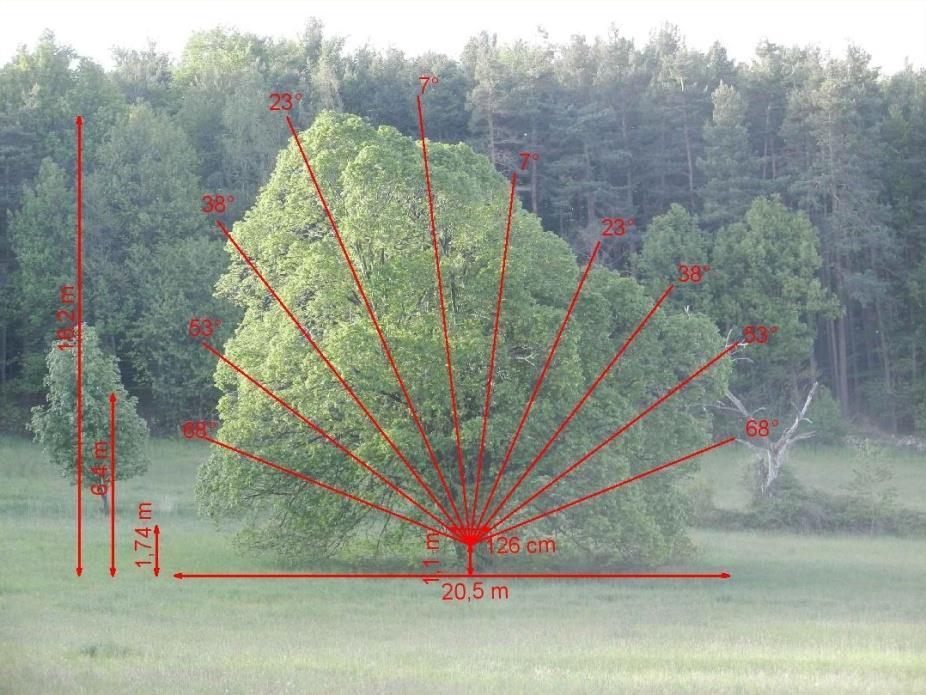 Průměr kmene ve výčetní tloušťce je 103 cm (viz Obr. 2). Solitér roste ve východním svahu. Vzdálenost od nejbližšího porostu je 45 m (měřeno pomocí softwaru ESRI ArcGIS ArcMap 10.4.1). 2.1.1.3 Solitér 3 Lípa velkolistá u obce Brloh Solitér 3 se rovněž nachází u obce Brloh.