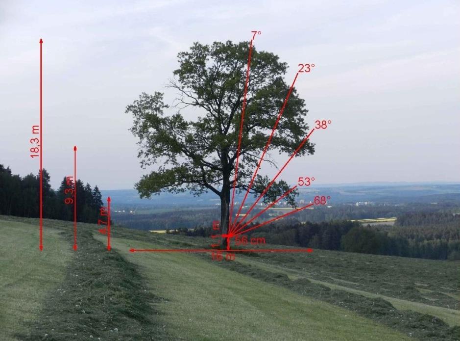 tloušťce je 56 cm (viz Obr. 4). Solitér se nachází na východním svahu a od nejbližšího porostu je vzdálen 159 m (měřeno pomocí softwaru ESRI ArcGIS ArcMap 10.4.1). Obr. 4: Dub letní u Věžovaté Pláně s vyznačenými parametry včetně úhlů záběru senzoru pro stanovení LAI nepřímou metodou (zpracováno v programu AutoCAD 2016).